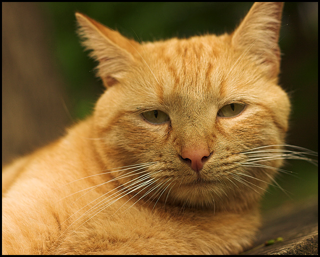 The Polydactyl Cat IV