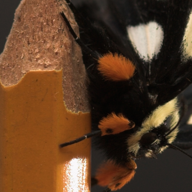moth_0606_1_100C_105_0555.jpg