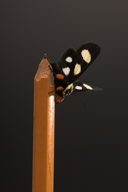 moth_0606_1_105_0555-01.jpg