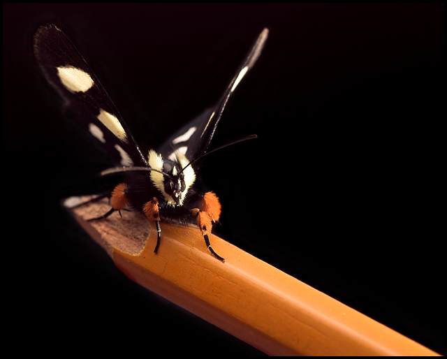 moth_0606_2_105_0555-01.jpg