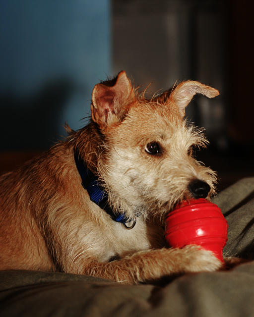 dog_skippy_foster_3.jpg
