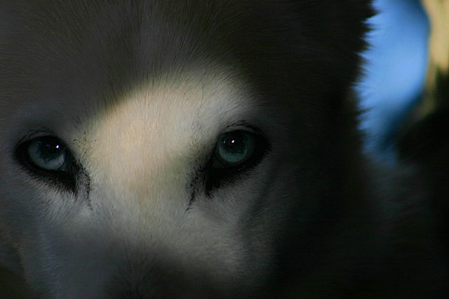 Lurking II