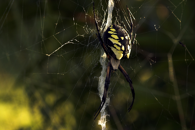 Black & Yellow Argiope