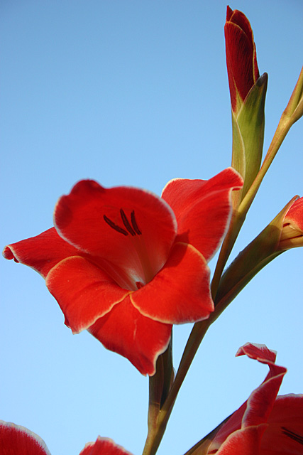 Gladiola