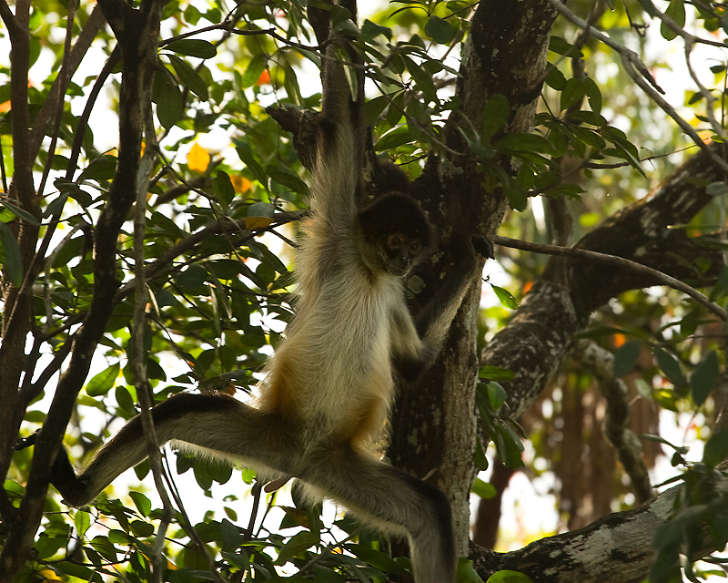 belize_newriver_4_MG_2029