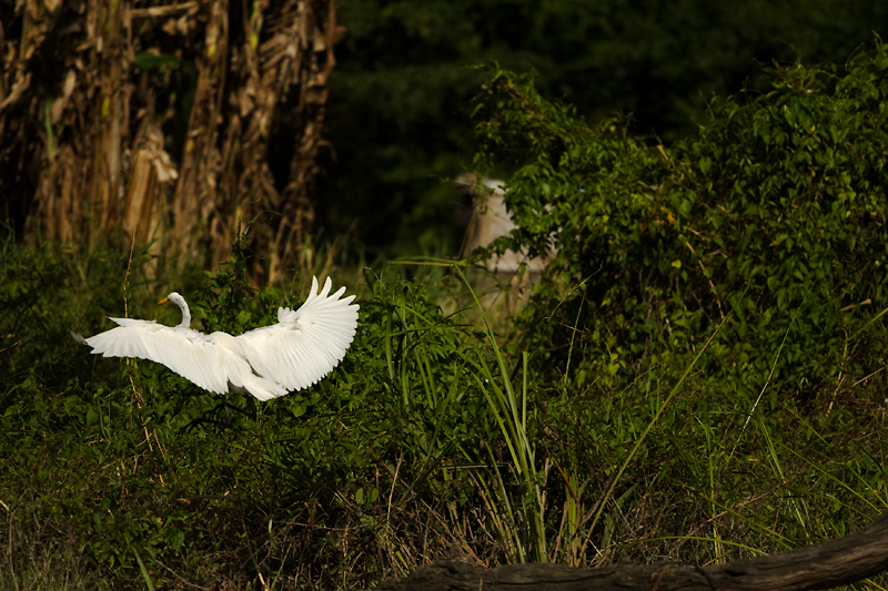 belize_newriver_7_MG_2034