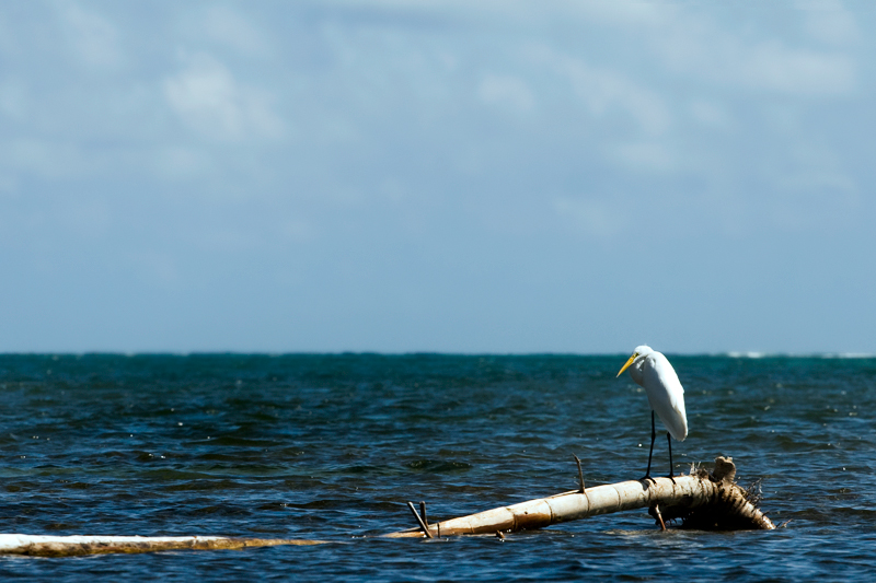 belize_egret_1_MG_1986