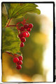 berries.jpg