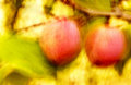 plums.jpg