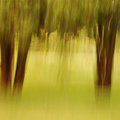 trees.jpg