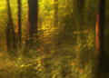 forest.jpg