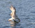 IMG_4865w.jpg