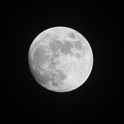 IMG_1733_100crop.jpg