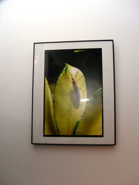 the bug on my wall...looks really good at 8x12.