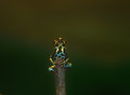 symIMG_3544