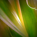 Day 17 - Leaves in abstract
