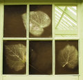 GreenHouse.jpg