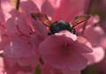 Day 4 - Bumblebee Butts & Blossoms