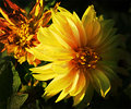 End of Summer Dawning