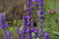 Bee-ing Blue
