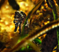 seahorse impressions