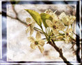 Dogwood Melody
