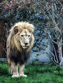 backyard pet