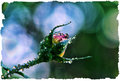 Rose Bud