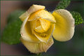 Blooming!