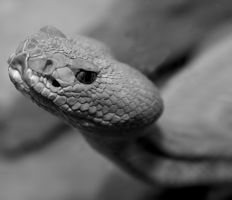 Ssssssss....