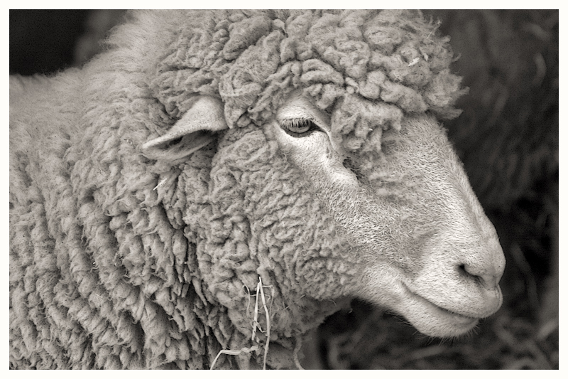 Baaaahhh...