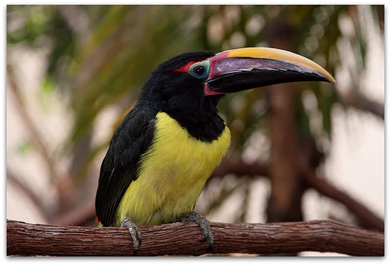 Collared Aracari 