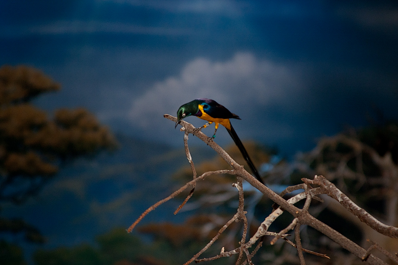 Orange-breasted sunbird