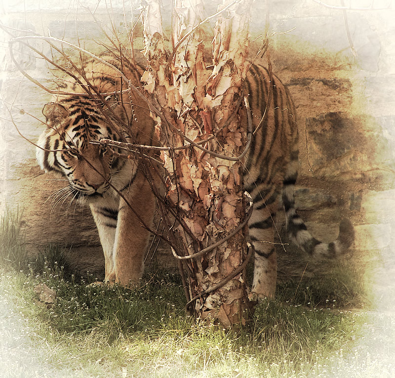 MarchFSIMG_0250
