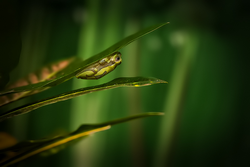 forebokehIMG_5303