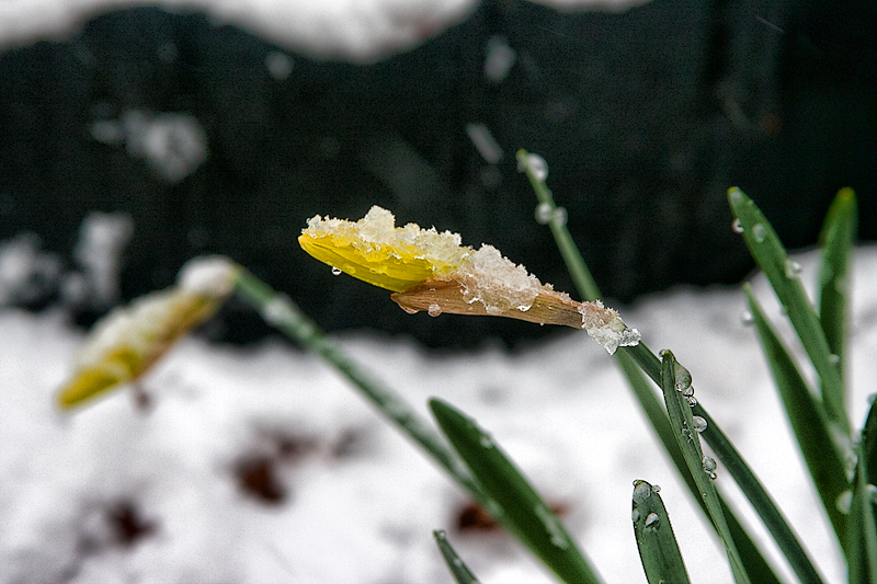 springsnowIMG_0045