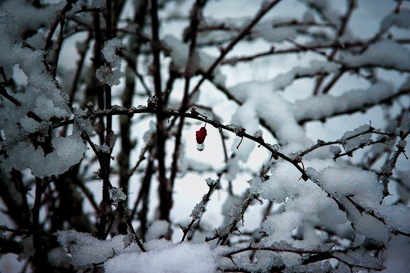 springsnowIMG_0051
