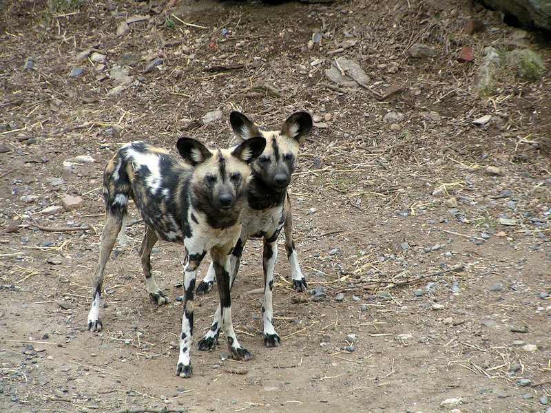 dogcubs.jpg