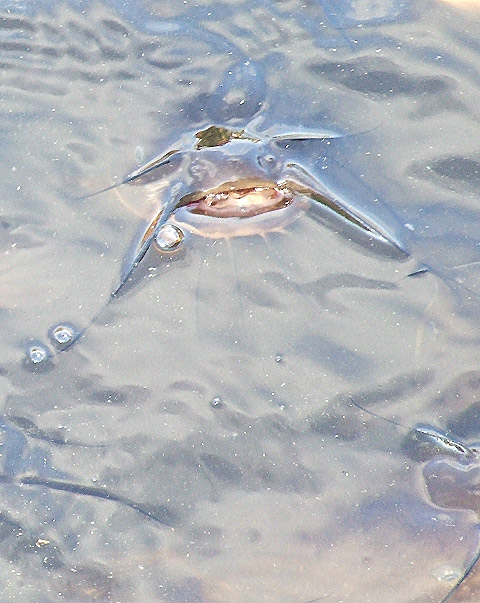 trainedcatfish.jpg