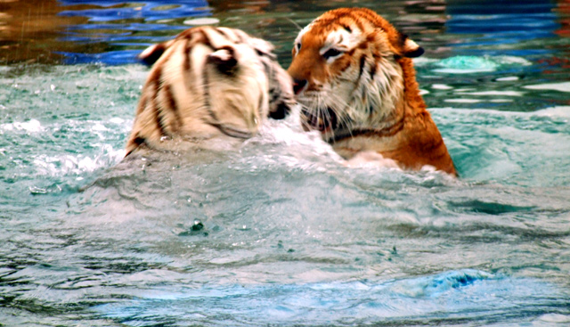 Bengal tigers swimming
