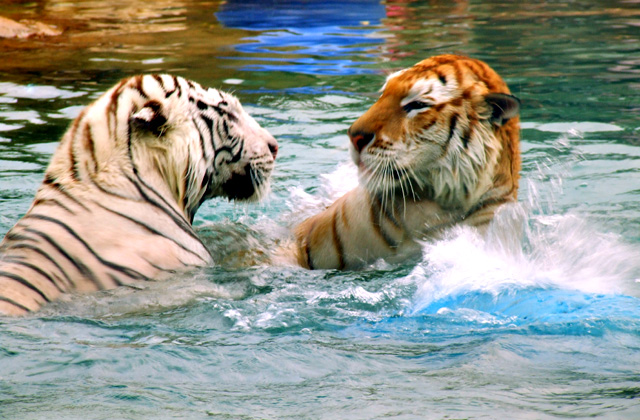 Bengal tigers playing