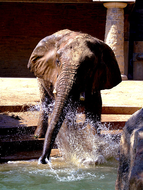 elephantplay.jpg