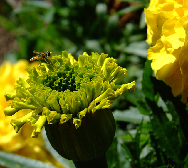 Mums and a visitor