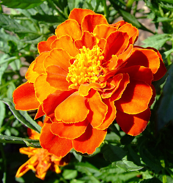 Day 26 - Orange-y