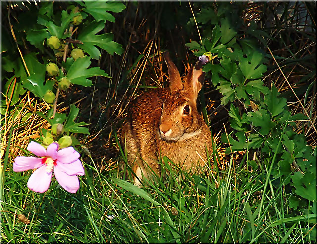framed bunny