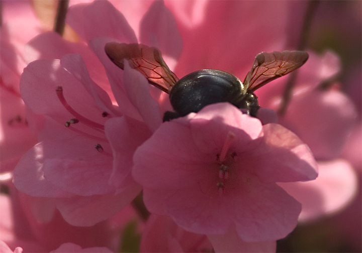Day 4 - Bumblebee Butts & Blossoms
