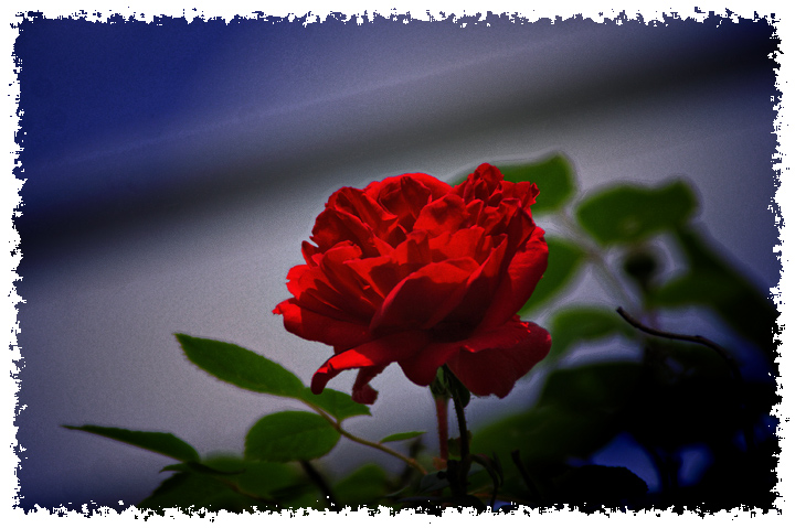 Day 7 - First Rose 