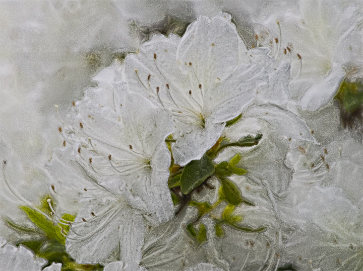 Day 12A - White bouquet