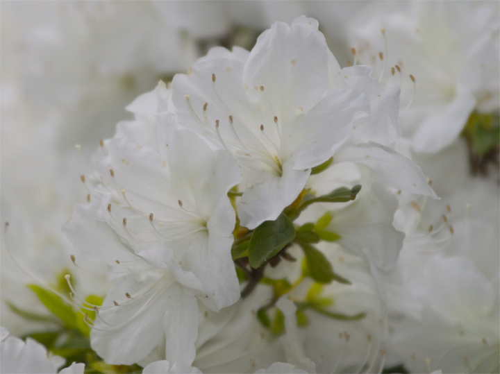 Day 12B - White bouquet - unedited