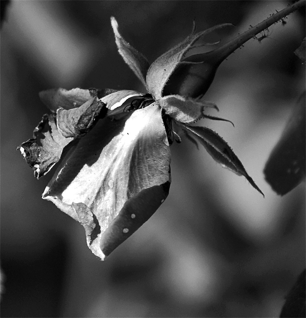 highcontrast  